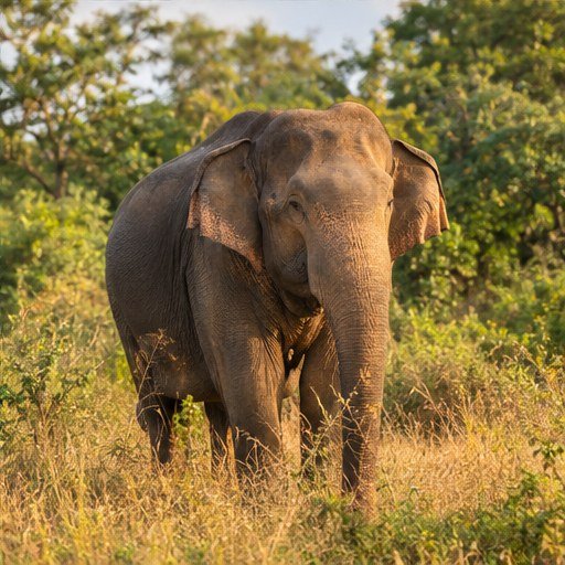 Tailor-Made Sri Lanka